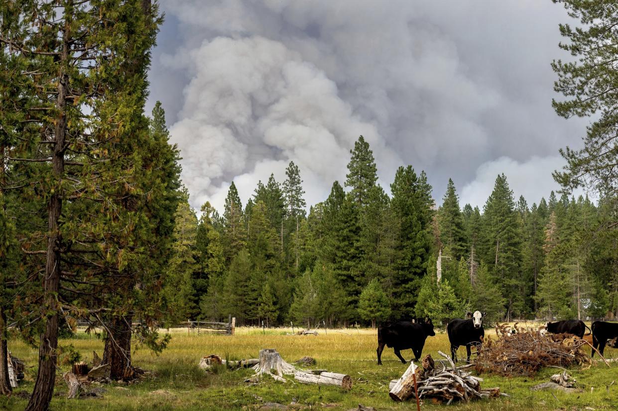 Cows graze as smoke rises from the Dixie Fire burning in Lassen National Forest, Calif., near Jonesville, on Monday, July 26, 2021.