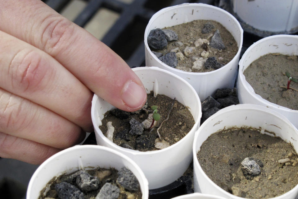 FILE - In this Feb. 10, 2020, file photo, a plant ecologist at the University of Nevada, Reno, points to a tiny Tiehm's buckwheat that has sprouted at a campus greenhouse in Reno, Nevada. Federal officials are investigating the destruction of a significant portion of the remaining population of an extremely rare desert wildflower that's being considered for endangered species protection and could jeopardize plans to build a lithium mine in Nevada, the Associated Press has learned. (AP Photo/Scott Sonner, File)