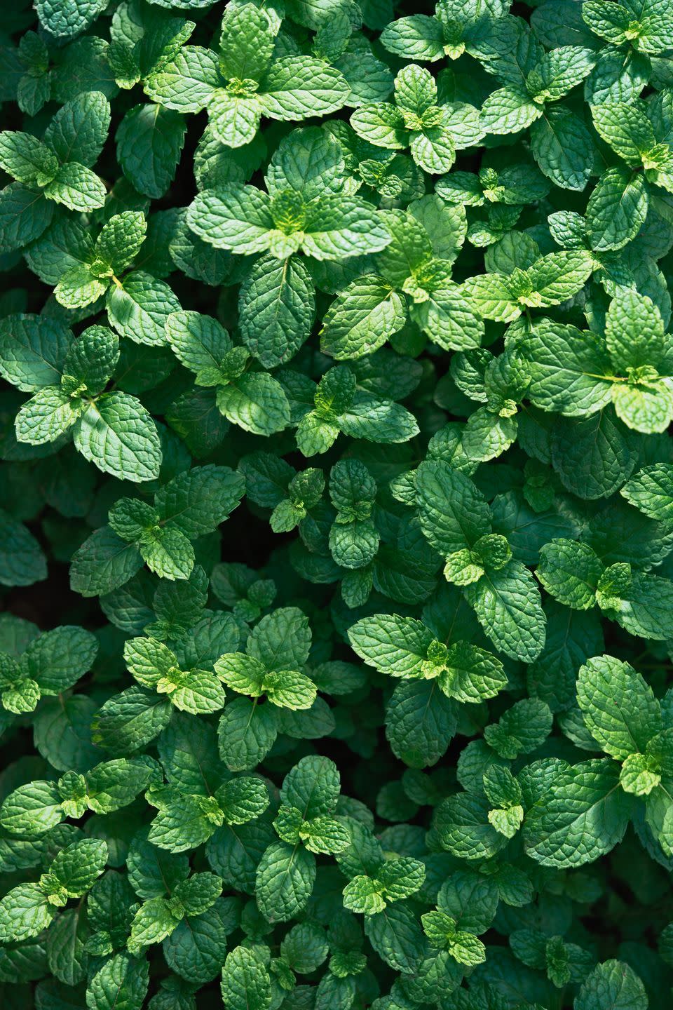 <p>Most often seen in Middle Eastern and Mediterranean dishes, mint is also a fantastic garnish for lemonade, iced tea, or ice cream. Its flavors range from classic spearmint to chocolate. Mint can be and take over the entire garden, so plant in containers (which you can sink into the ground) to contain its spread. </p><p><a class="link " href="https://go.redirectingat.com?id=74968X1596630&url=https%3A%2F%2Fwww.burpee.com%2Fmint-pineapple-prod099700.html&sref=https%3A%2F%2Fwww.veranda.com%2Foutdoor-garden%2Fg35122682%2Fperennial-herbs%2F" rel="nofollow noopener" target="_blank" data-ylk="slk:SHOP MINT PLANTS;elm:context_link;itc:0;sec:content-canvas">SHOP MINT PLANTS</a></p>