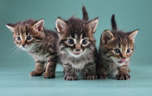 <span class="caption">shutterstock</span> <span class="attribution"><a class="link " href="https://www.shutterstock.com/image-photo/group-three-little-kittens-together-studio-162578666" rel="nofollow noopener" target="_blank" data-ylk="slk:Shutterstock/Cherry-Merry;elm:context_link;itc:0;sec:content-canvas">Shutterstock/Cherry-Merry</a></span>