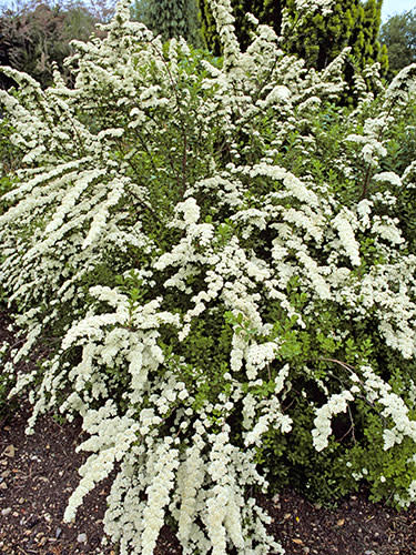 Shrubs: Spiraea