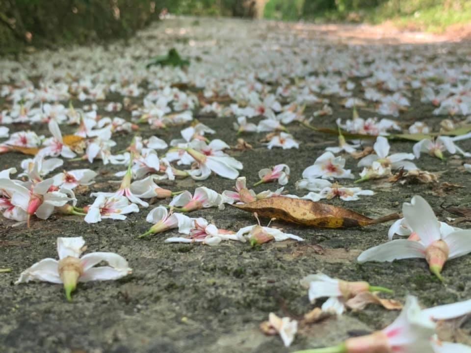 客家大縣苗栗縣，山區處處有桐花秘境。（圖：彭清仁攝）