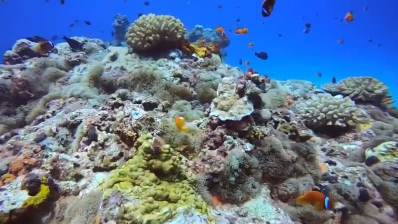 豐富的海洋生態讓綠島石朗海域的小丑島成為潛水者心中熱愛的潛點。（圖／當地潛水教練Oscar提供）