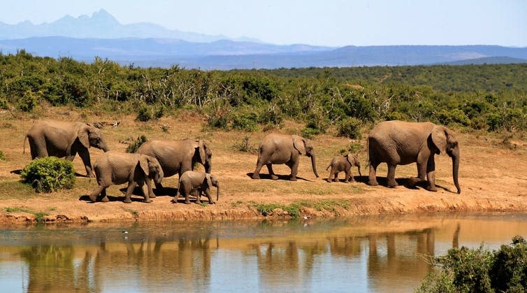 Elephants walk by a lake