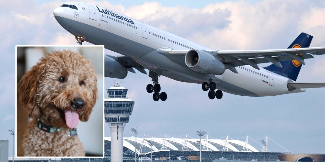 Lufthansa plane and Arlo, the dog, in a composite image