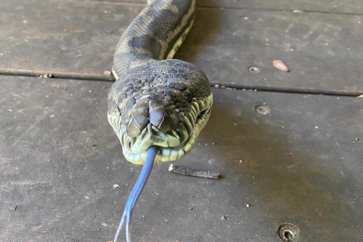 Steven Brown/Brisbane North Snake Catchers and Relocation