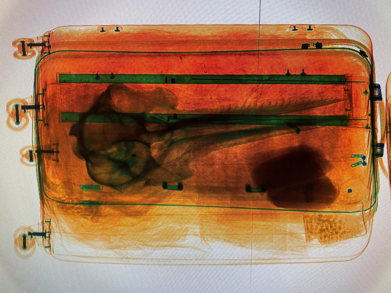 Customs agents discovered a dolphin skull in an unattended suitcase at the Detroit Metropolitan Wayne County Airport.