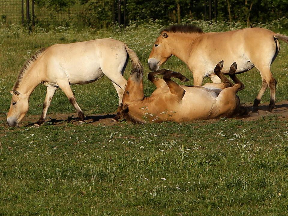 przewalski's Horses