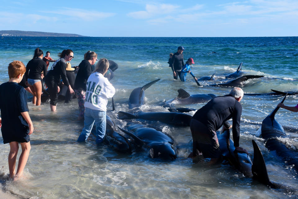 A crowd of rescuers in the water trying to save pilot whales.