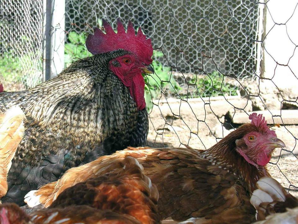 Un gallo y una gallina acostados.