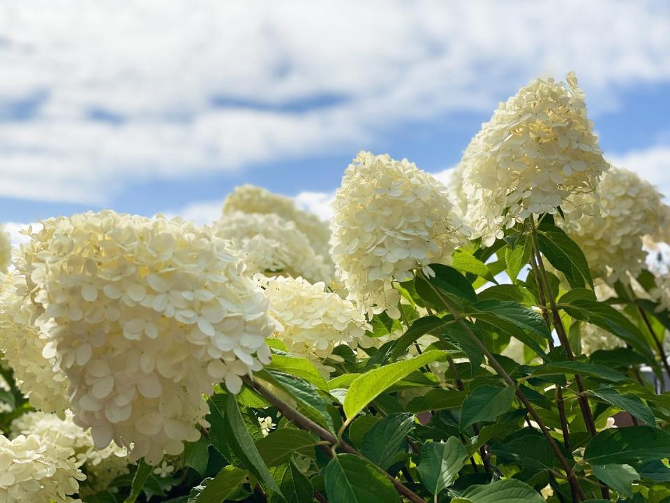 6) Hydrangeas