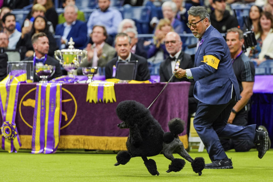 Sage, a miniature poodle, competes with handler Kaz Hosaka for best in show during the 148th Westminster Kennel Club gog show Tuesday, May 14, 2024, at the USTA Billie Jean King National Tennis Center in New York. (AP Photo/Julia Nikhinson)