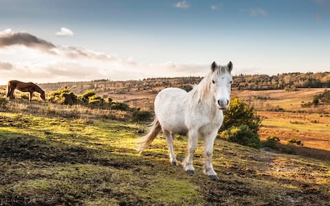 New forest - Credit: istock