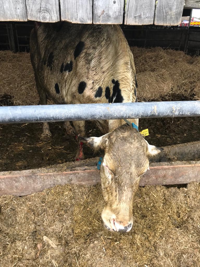 The cows were later reunited with their herd. (Facebook/Bodmin Community Fire Station)