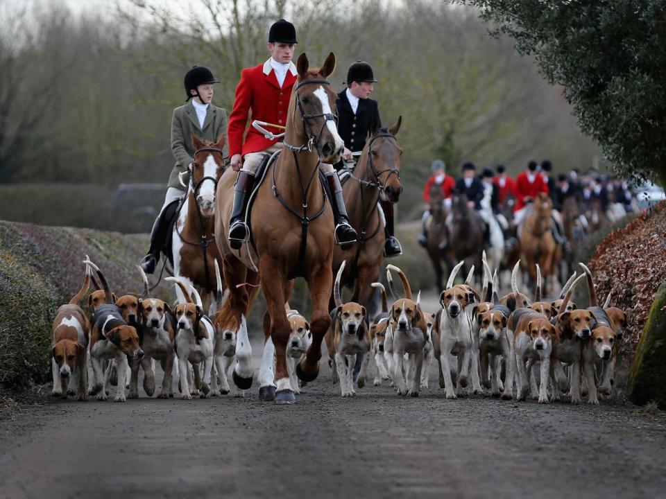 Anti-hunt campaigners claim illegal hunting of foxes has continued, including at large organised Boxing Day hunts (Getty)