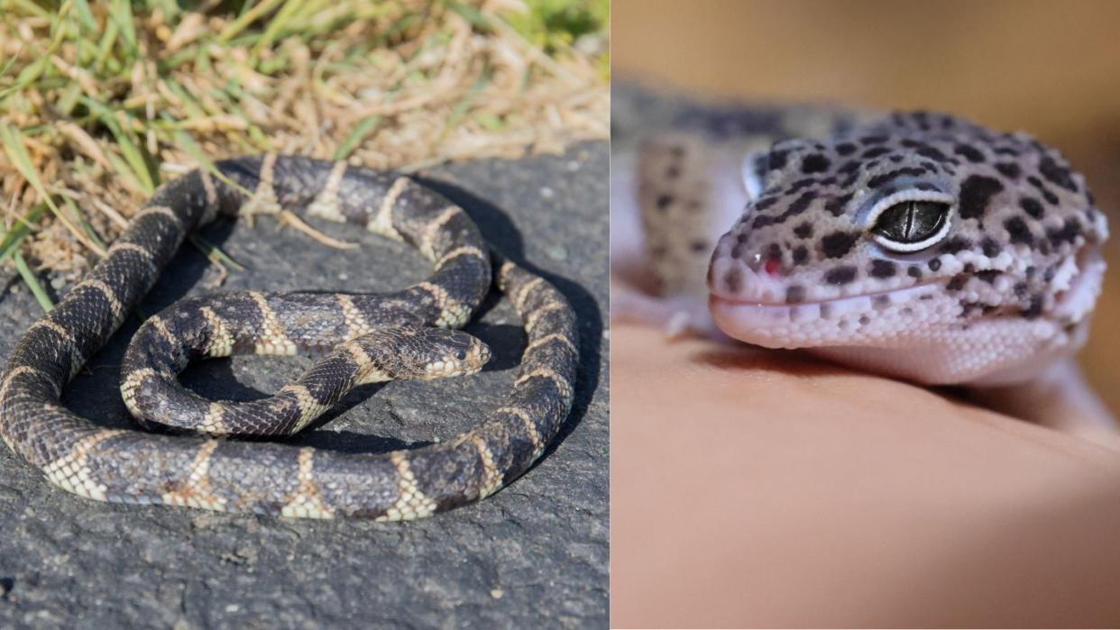 Among the 69 wild animals discovered were two California King snakes (left) and 42 leopard geckos(right).