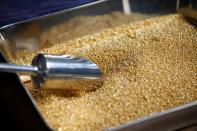 Gold grain is seen before being melted into 1kg gold bars during a refining process at AGR (African Gold Refinery) in Entebbe