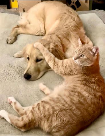<p>Dayshun Stevens</p> Sunny the golden retriever and Fred the cat
