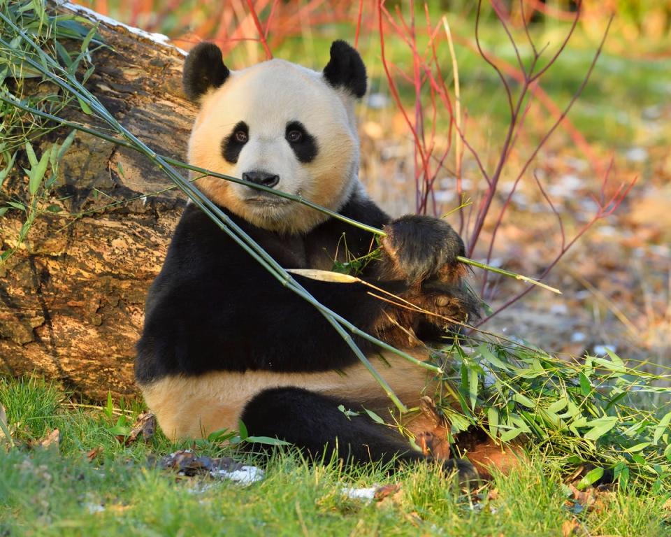 Yang Guang eats bamboo at Edinburgh Zoo in Scotland (Royal Zoological Society)