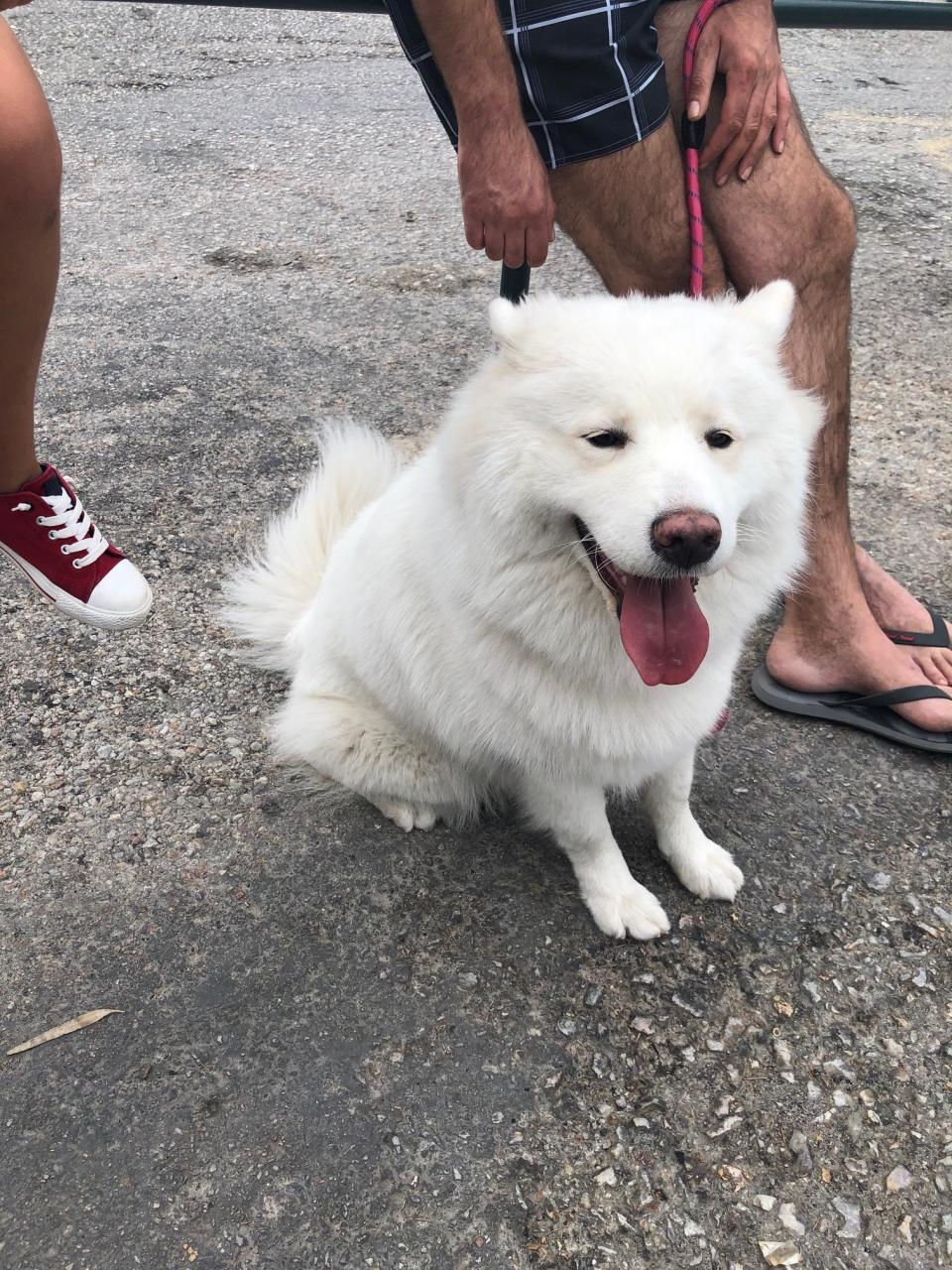 Fluffy white dog