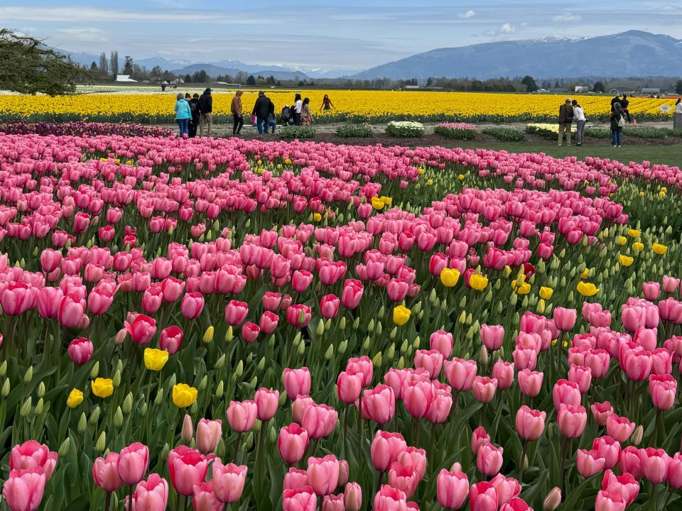 Rows of pink and yellow tulips, with people walking around in the background. In the distance are more yellow flowers and beautiful mountains.