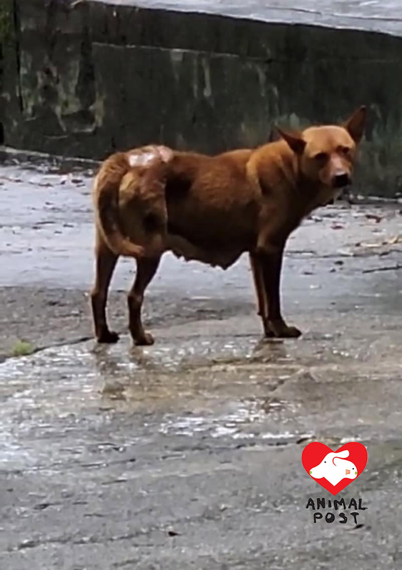 今日中午狗媽在雨中現身。