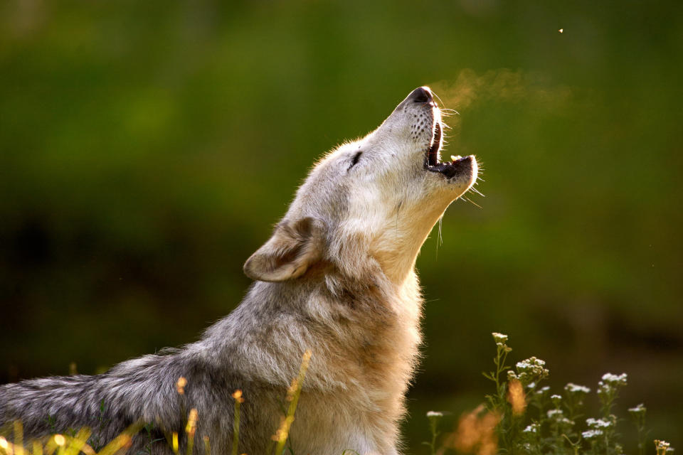 The gray wolf or grey wolf (Canis lupus)