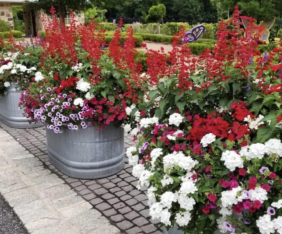 Superbena Whiteout verbena, Superbells Cherry Red calibrachoa, Supertunia Bordeaux and Saucy Red salvia have been blooming all summer and look dazzling in mid-September.