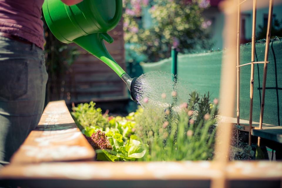 Person using green watering can to water plants in raised bed