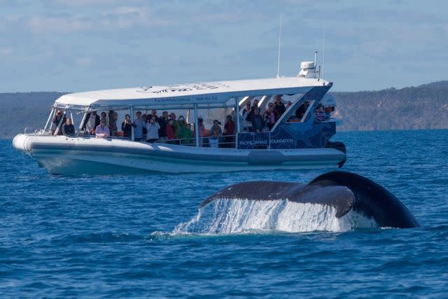 <p>Courtesy of Pacific Whale Foundation</p> Whale watching with Pacific Whale Foundation.