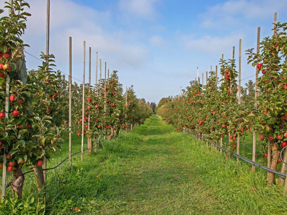 Apple orchard near Lynden, Washington.