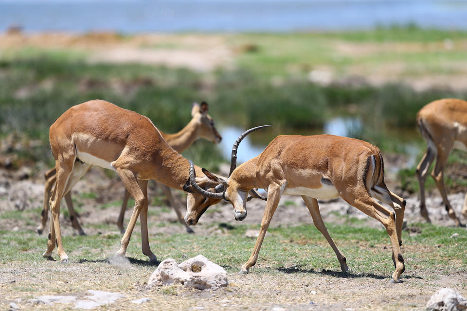 <p>Two impalas lock horns after playing at the Goas watering hole in Etosha National Park. (Photo: Gordon Donovan/Yahoo News) </p>