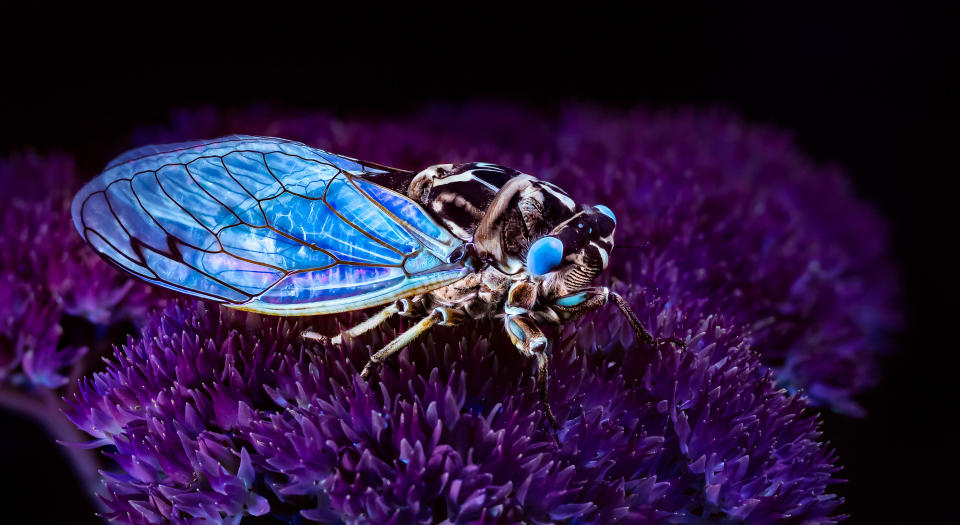 <p>Erstaunlich ist bei den Bildern vor allem, wie natürlich die aus dem UV-Licht entstehenden Farben bei jedem Motiv miteinander harmonieren. Das Blau und Lila bei diesem Insekt auf einer Blume erzielen in der Symbiose eine geradezu beruhigende Wirkung. </p>