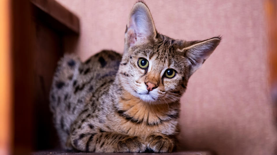 Savannah cat