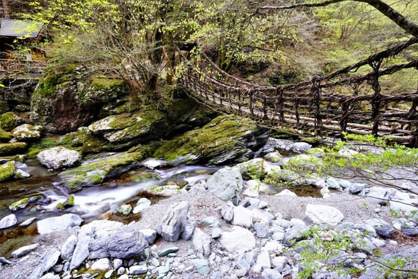 日本三大秘境之一的德島「祖谷溪」與祖谷蔓橋。　©PIXTA