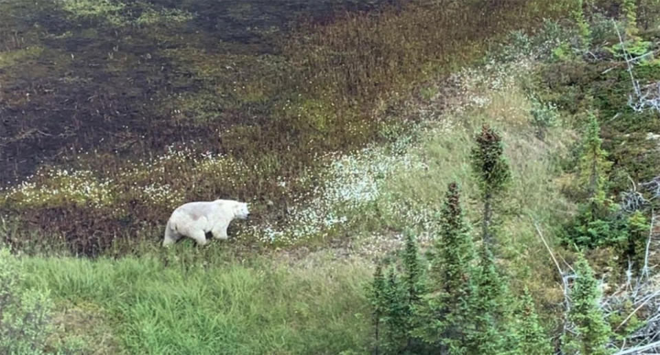 This polar bear was spotted during the search for the suspects about 200km north of Gillam, northern Manitoba. Source: RCMP/ Twitter