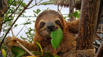 Baby Brown throated Three toed sloth in the mangrove, Caribbean, Costa Rica