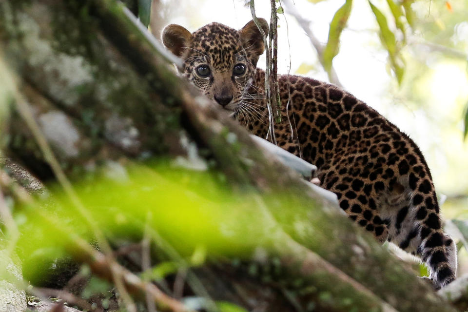 <p>A jaguar cub, stands atop a tree during a flood at the Mamiraua Sustainable Development Reserve in Uarini, Amazonas state, Brazil, June 5, 2017. (Photo: Bruno Kelly/Reuters) </p>