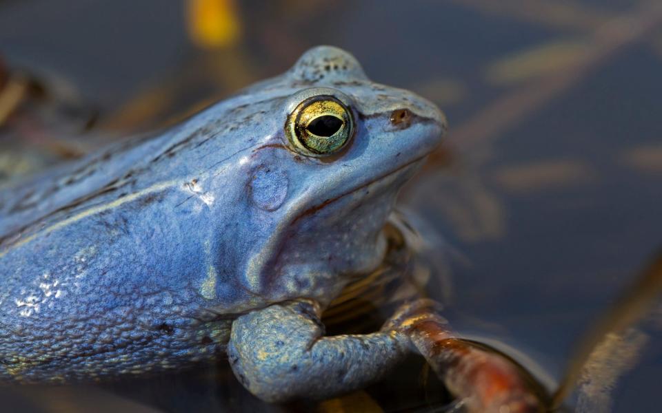 The frogs turn bright blue - Arterra/Universal Images Group via Getty Images