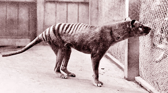 A thylacine in captivity in Hobart in 1930. Source: Getty Images