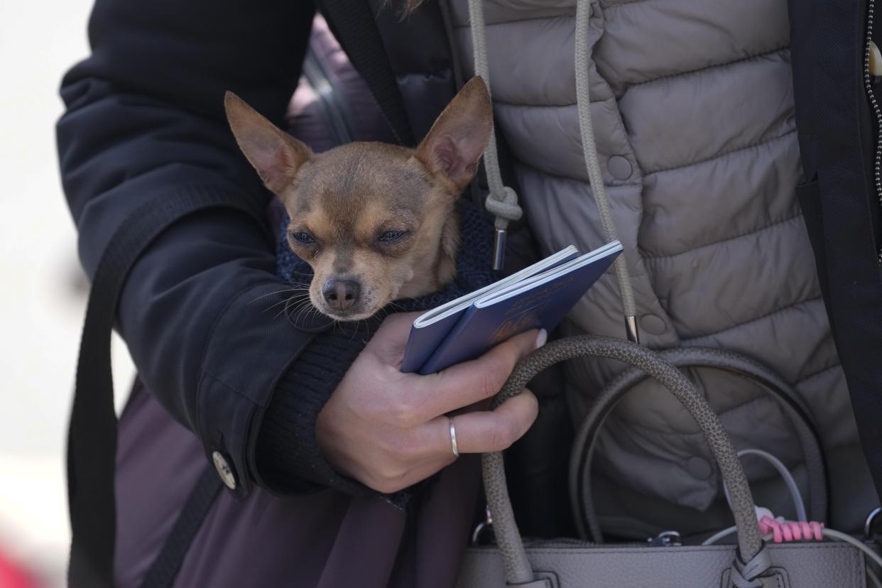 A woman holds Ukrainian passports and a small dog.