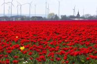 Flecks of yellow appear in a red tulip field against a background of windmills.