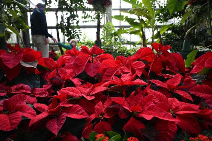 Poinsettia, The Popular Holiday Plant Named After A Slaveholder, May Be Undergoing A Name Change | Photo: MANDEL NGAN/AFP via Getty Images