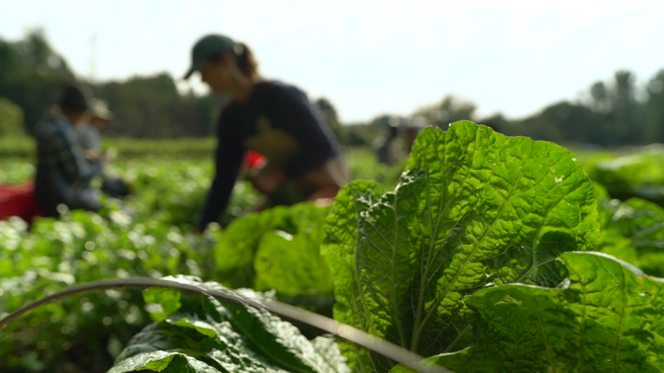 Diggers' Mirth Collective Farm is harvesting lots of leafy greens this fall, since greens take a short period of time to grow and can withstand light frost.