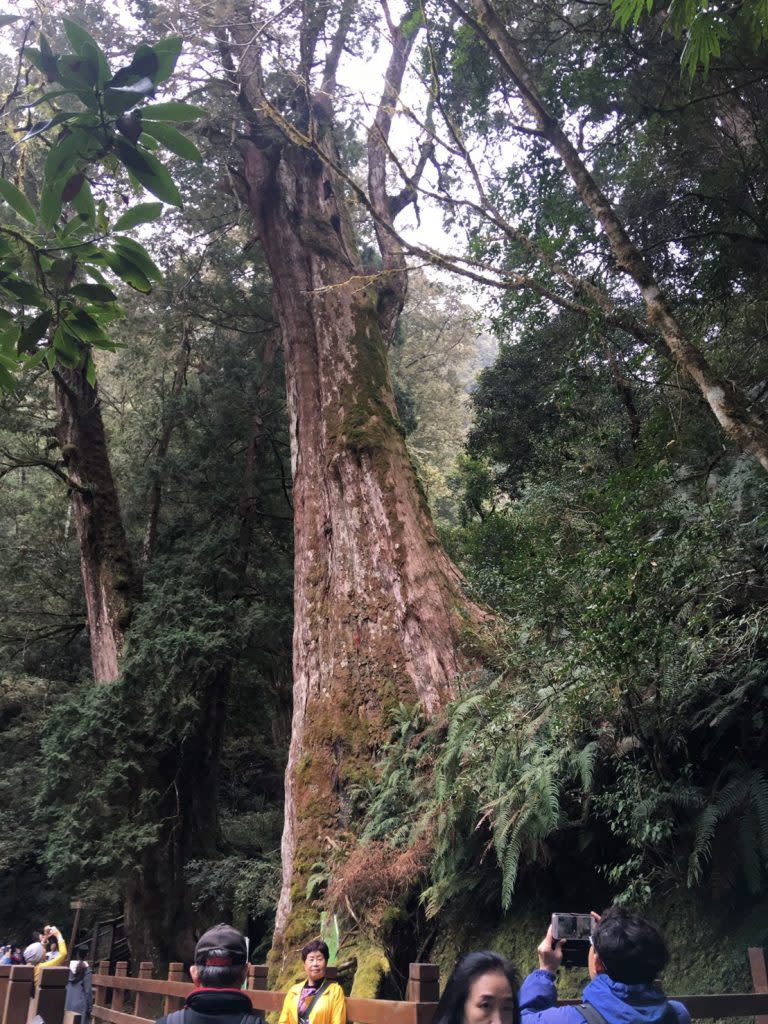 拉拉山巨木。（中華旅行社提供）