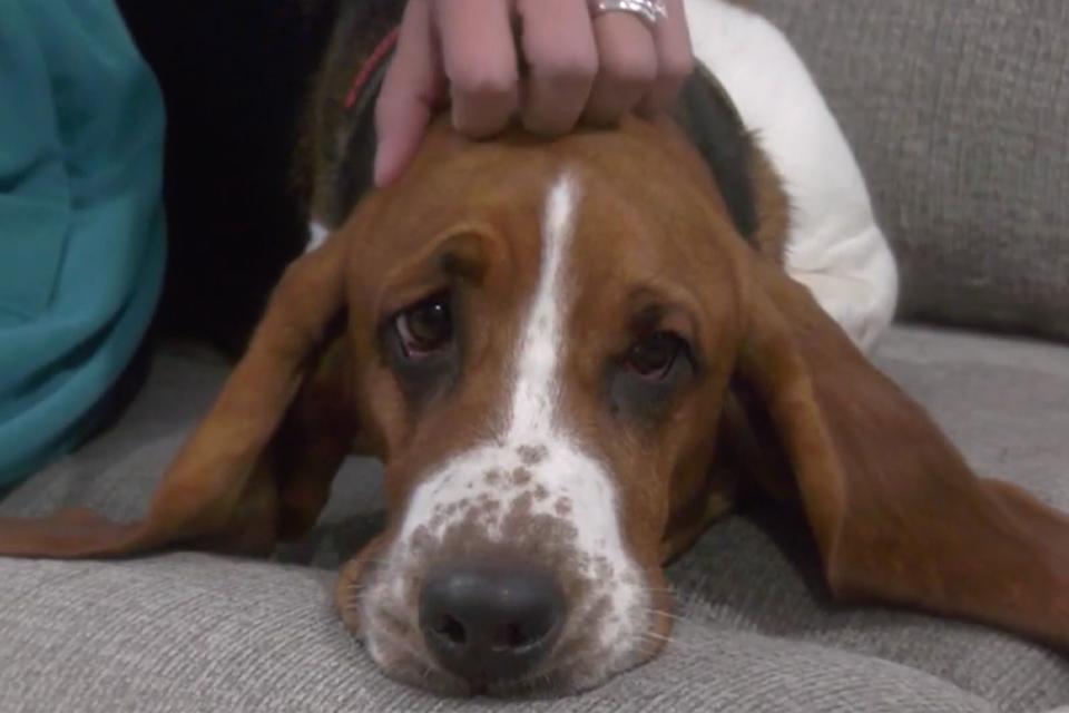 <p>cbs7</p> A Basset Hound spent a week in bitterly cold temperatures after going missing from his home in Canada