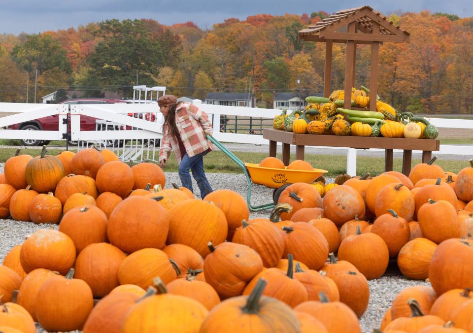 Sofia George, 9, of Massillon, hauls a load of pumpkins to the checkout stand after pumpkin picking with her family at Nickajack Farms in Lawrence Township.