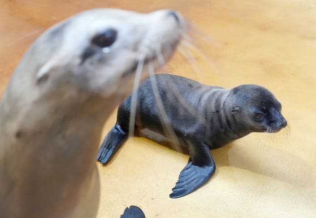 Sea lion pup at Blair Drummond Safari Park