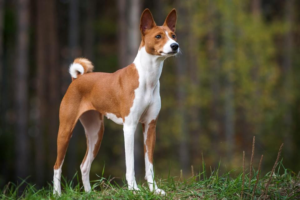 tan and white basenji standing in the woods