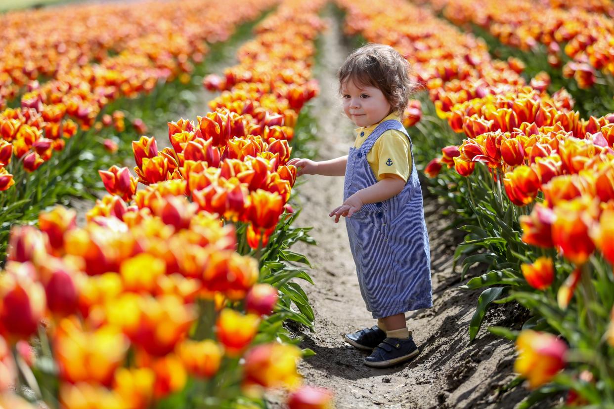 Jeffrey Shoberg, 16 months old, looks at tulips during the Wooden Shoe Tulip Festival in April 2022 in Woodburn.